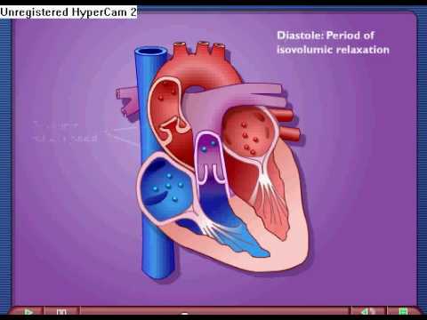 Cardiac Cycle - Systole & Diastole
