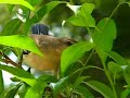\"Anole Alley\" S3-E24. The Birds 2. \"Anole Alley\" S3-E24. The Birds 2.