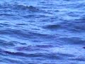 Basking Shark alongside Buchaneer of North 58 Sea Adventures