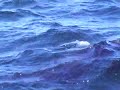 Basking Shark alongside Buchaneer of North 58 Sea Adventures