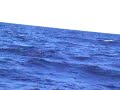 Basking Shark alongside Buchaneer of North 58 Sea Adventures