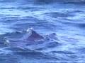 videos de Basking Shark alongside Buchaneer of North 58 Sea Adventures