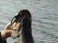 Loop´s Pikefishing (Preview) Loop´s Pikefishing (Preview)