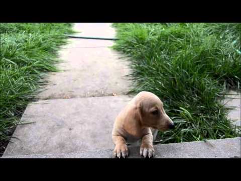 Alvin Cream Male Miniature Dachshund Puppy for sale