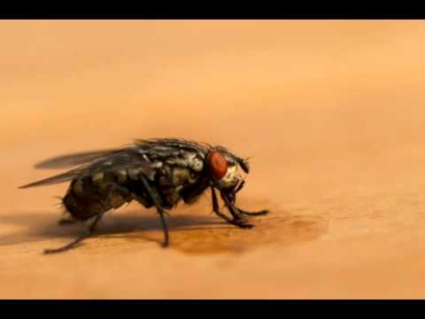 how to get rid cluster flies