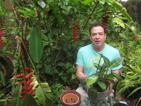 how to transplant aglaonema