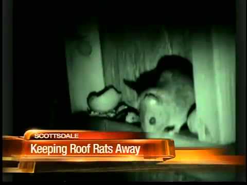 how to eliminate roof rats