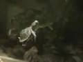 Bebek kaplumba�alar�m My baby turtles