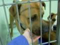 videos de Red at LCAS. URGENT!!!!!