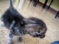 Mas del gatin