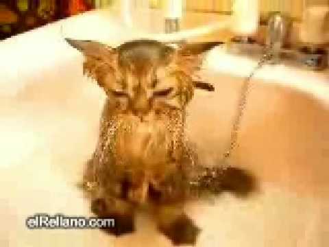 Gato deprimido Gato deprimido