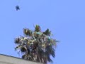 Hawk vs Crows Hawk vs Crows