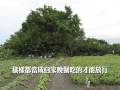 食材達人朱慧芳簡介