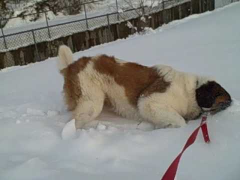 saint bernard