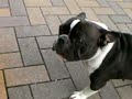 Ninja Training