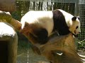 Pooping Panda at San Diego Zoo