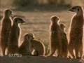 All Meerkats