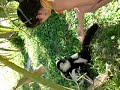 Lémuriens Lémuriens