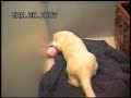 Clucky the ferret playing