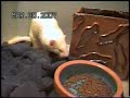 Clucky the ferret playing Clucky the ferret playing