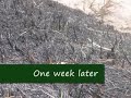 Prescribed Burns in National Parks