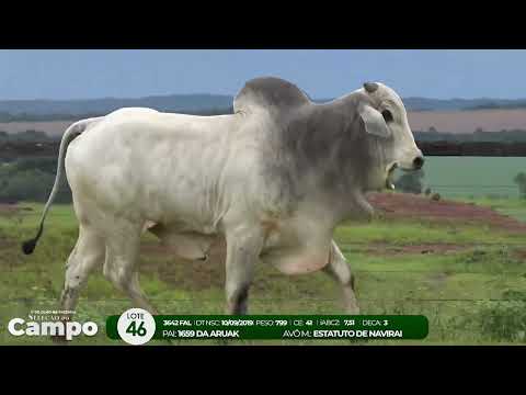 1 De Olho na Fazenda SELEO DO CAMPO