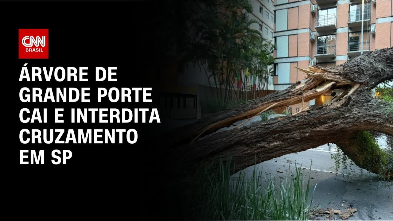 Árvore cai e fecha ruas próximas à Avenida Paulista | LIVE CNN