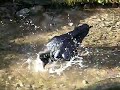 Hugin (raven) bathing