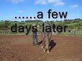 Clerks Farm. Marcus, getting him use to the lunging whip