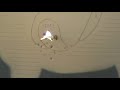 PSE X-Force 6 accuracy part 2 PSE X-Force 6 accuracy part 2