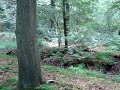 Lekker rennen in het mastbos Lekker rennen in het mastbos