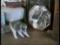 Chutes de chats