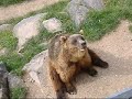 Feeding the bears at Wild- und Freizeitpark Klotten/Cochem