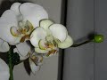 Timelapse Orchid opening Timelapse Orchid opening