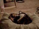 Zodo dreaming Zodo dreaming