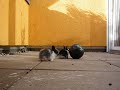 Little cute baby bunnies  :-)