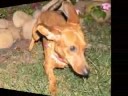 Weeny Dog races.  (Theme from Chariots of Fire)