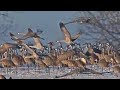 Nature Photography - Sandhill Cranes
