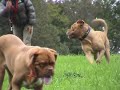 Dogue de Bordeaux Gangsters