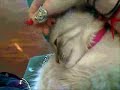 Cat Deaf
