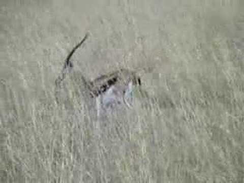 Zebras, Hippos and Wildebeest on Safari