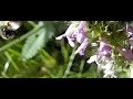 Hommel op de betonie Hommel op de betonie