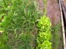 My Plot 1
