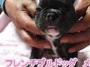 フレンチブルドッグ子犬