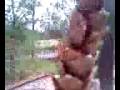 Josh is/was afraid of pinecones