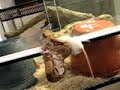 boa constrictor eating mouse
