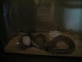 Snake eats mouse Snake eats mouse
