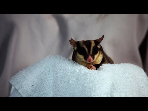 how to care for a sugar glider