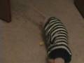 videos de Oso Loves Yellow Mousie