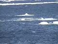 Seal Versus Orca Seal Versus Orca